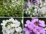 Types of violets