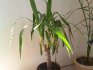 Causes of yellowing and drying of yucca leaves