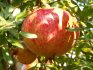 How the pomegranate fruit works