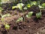 Načini uzgoja, sadnja maline