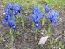 Planting bulbous irises