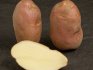 Potato variety "Condor"