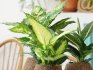 The benefits and harms of dieffenbachia