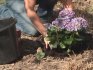 Razmnožavanje i sadnja hortenzija