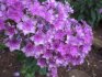 How to properly care for bush phlox?