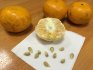 Citrus propagation methods