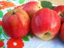 Podzimní odrůdy jabloní pro Moskevskou oblast