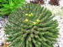Capul Meduzei Euphorbia
