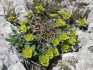 Euphorbia iubitoare de piatră