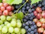 Isable grape varieties