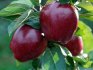 Popis odrůdy jablek Black Prince