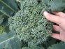 Important principles of growing broccoli
