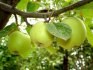 Kako pravilno brinuti za stablo jabuke