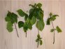 Plant propagation by cuttings