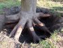 Cum să smulgeți rădăcinile copacilor