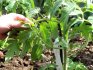 Slijed uzgoja rajčice prema nizozemskoj tehnologiji