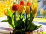 Growing tulips and preparing for flowering