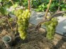 Tukay grape care
