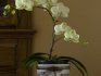 Boli și dăunători ai orhideelor