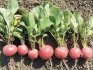 Pests and diseases of radish