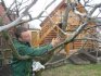 Možné problémy při péči o třešně