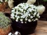 أنواع وأصناف زهور البتونيا