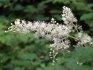 How to breed black cohosh