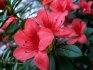 Secrets of the beautiful bloom of azaleas