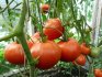 بعض النصائح لزراعة الطماطم في دفيئة