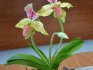 Reprodukce a péče o pantofle dámské orchideje