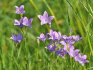 Care and reproduction of the meadow bell