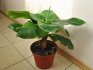 Vlastnosti pěstování banánů v interiéru