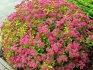 Spirea care gold flame