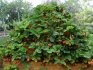 Strawberry planting methods