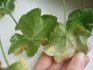 Ivy geranium disease