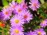 Aster care