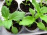 Growing mimulus from seeds