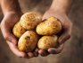 مميزات تقنية زراعة البطاطس