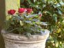 Care tips: watering and feeding