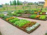 How to make beds: choosing vegetable crops