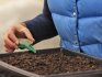 Planting seeds for seedlings