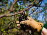 Basic rules for pruning trees