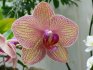 Phalaenopsis: descriere