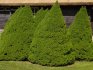 Decorative varieties of fir trees, their description