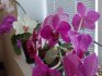 Orhideja: opis i najbolje sorte za dom