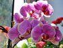 Společné odrůdy pokojových orchidejí