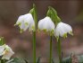 Léčivé vlastnosti bílého květu