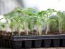 زراعة شتلات الطماطم خليبوسولني