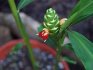 Rules for caring for indoor ginger