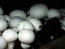 Care for mushrooms in the basement